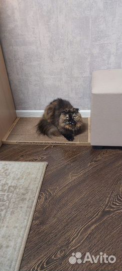 Шотландская вислоухая кошка