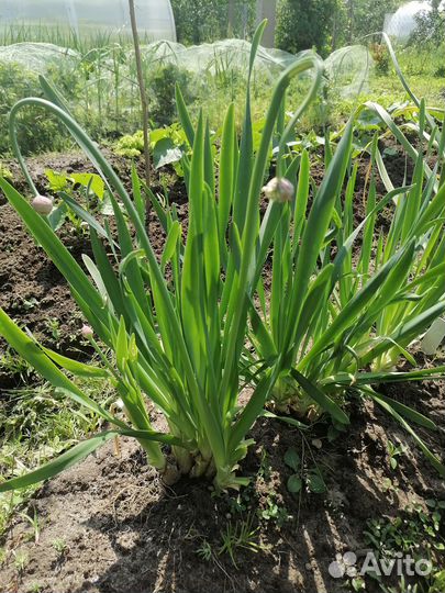 Лук слизун многолетний