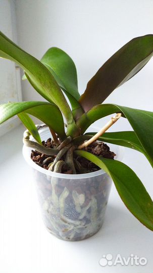 Орхидея фаленопсис
