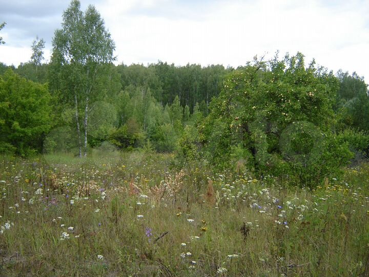 Участок 15 сот. (ИЖС)
