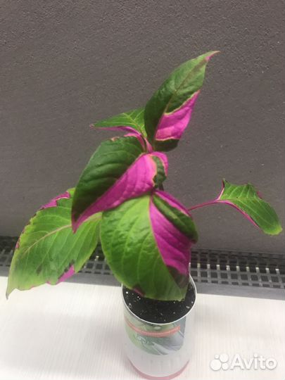 Альтернантера