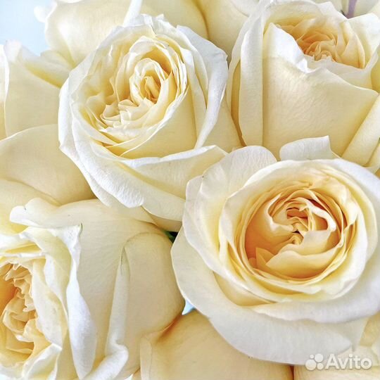 Букет из 11 пионовидных кремовых роз «Кэндллайт»