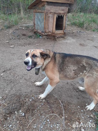Тобик в добрые руки