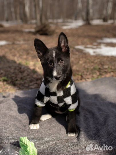 Собака в добрые руки