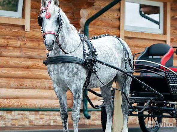 Постой лошадей трассы М2 М4