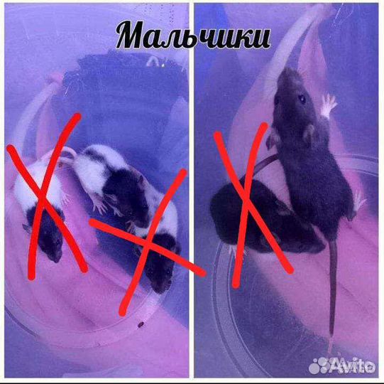 Крысята дамбо