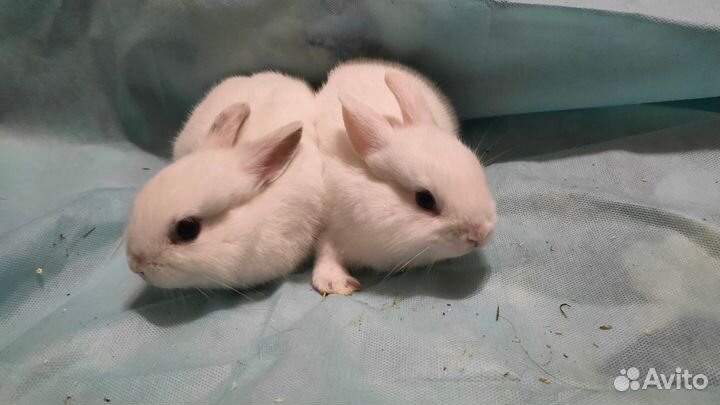 Мини-кролики