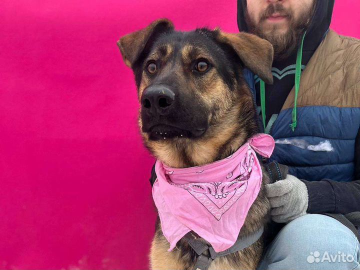 Берта, живущая в приюте