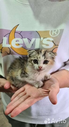 Малюсенький котёнок