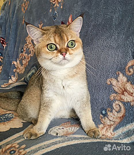 Золотая девочка