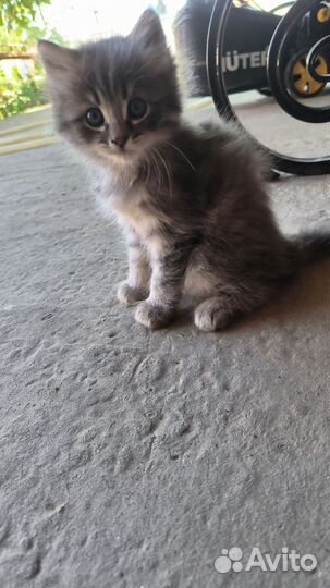 Котик в добрые руки