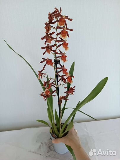 Орхидея Камбрия. Ароматная