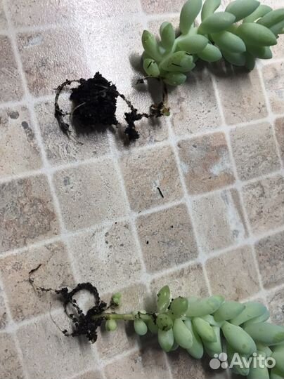 Суккулент: седум- очиток Моргана и Буррито - вьюн