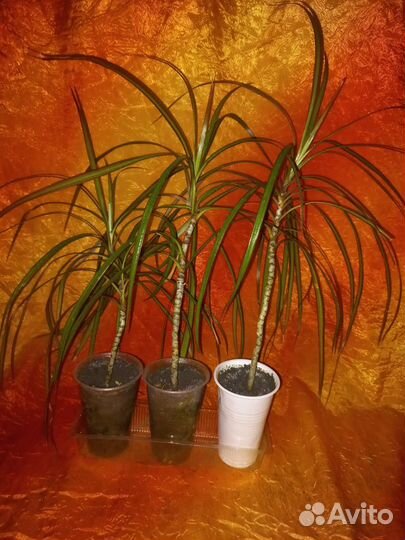 Комнатные цветы Пальма драцена