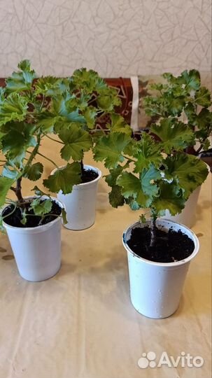 Пеларгония герань королевская. Забронировано