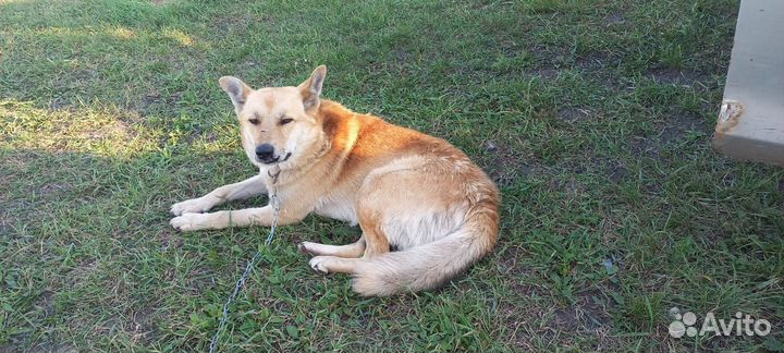 Отдам в добрые руки