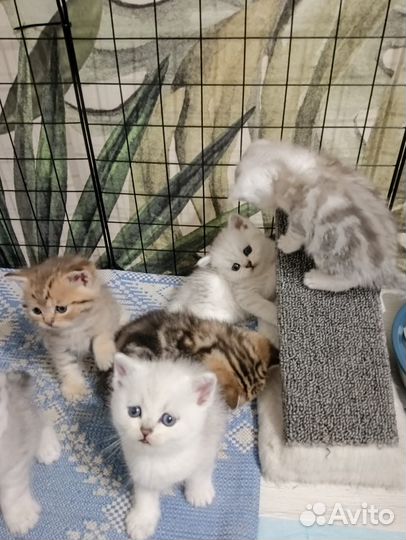 Шотландские котята