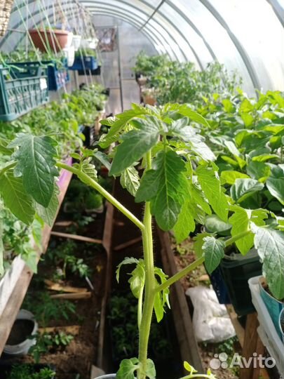 Рассада перца, баклажанов, томатов, капусты, огурц