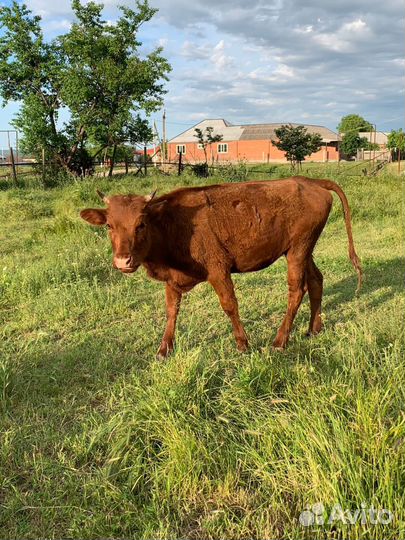 Телка 1.5 года
