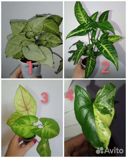 Монстеры, сингониумы, филы