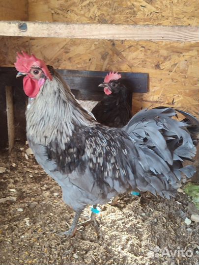 Цыплята Сильверудд