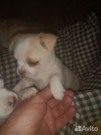 Щенки чихуахуа