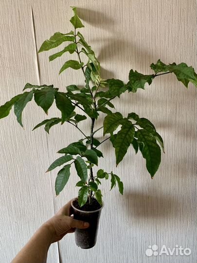 Полисциасы