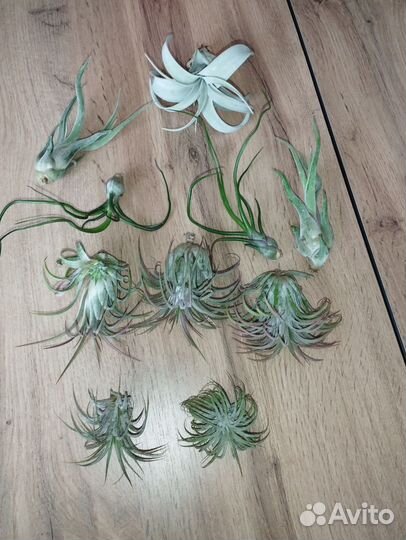 Тилландсии атмосферные