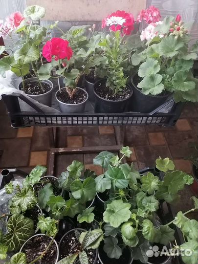 Пеларгония герань