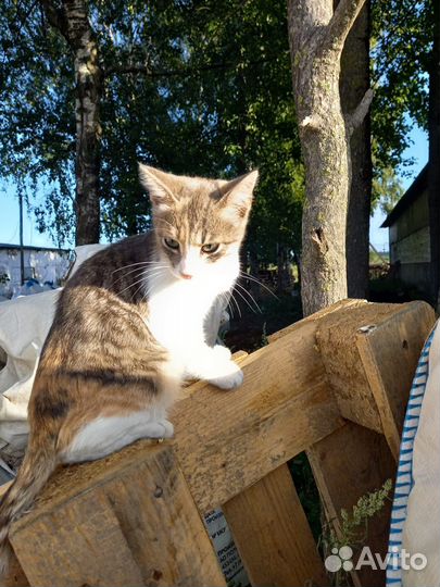 Трехцветная девочка на ферме