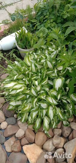 Отростки цветов