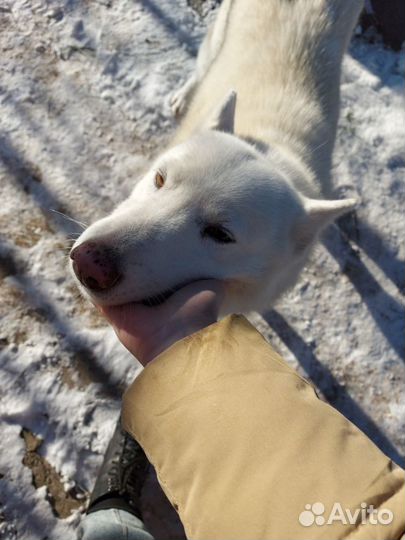 Передержка животных/выгул собак