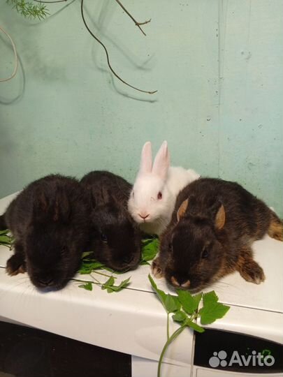 Декоративные кролики