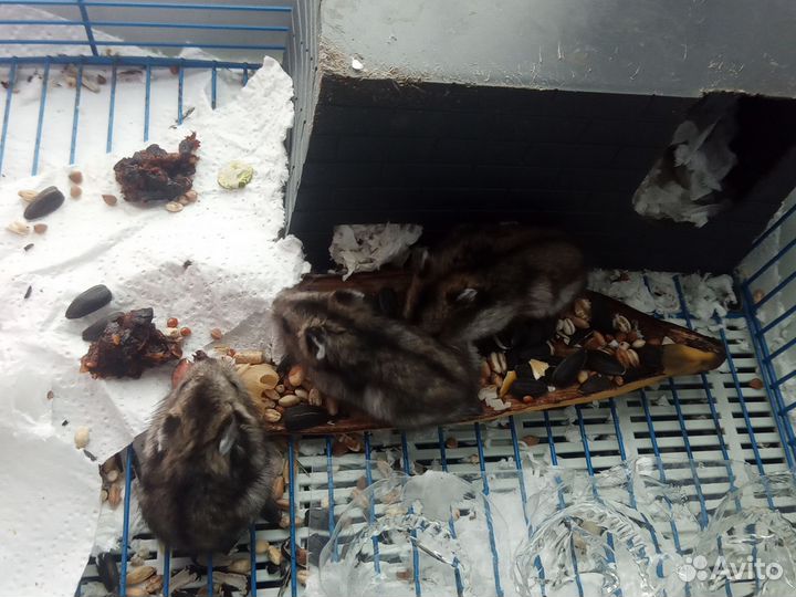 Джунгарские хомячки