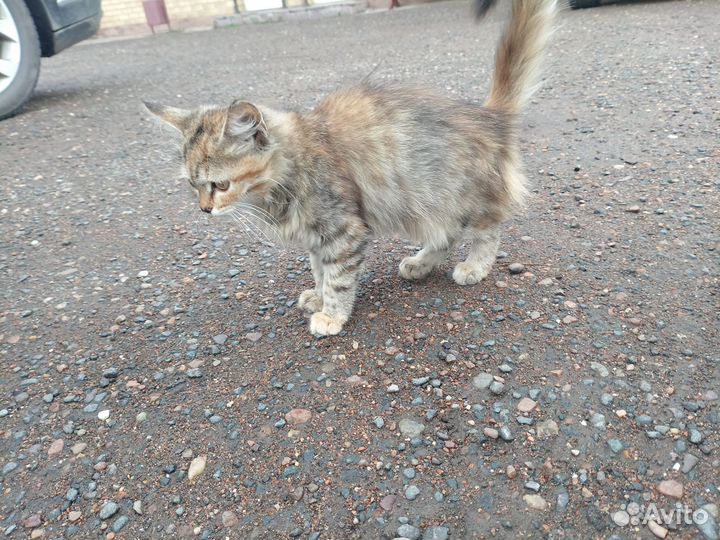 Котёнок