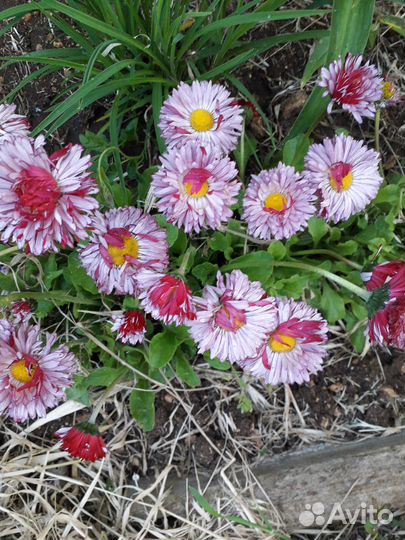 Гвоздика-травянка, шалфей лекарственный Маргаритки