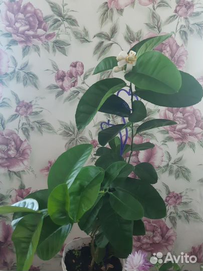 Лимон плодоносящий