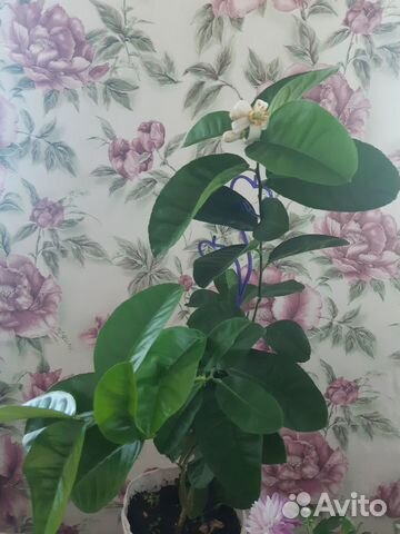 Лимон плодоносящий