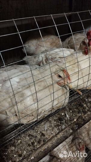 Цыпленок бройлер Кобб 500