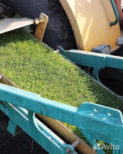 Рулонный газон. Собственный питомник