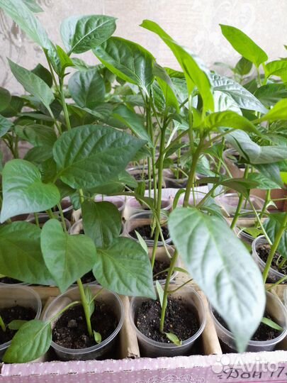 Рассада сладкого и горького перца