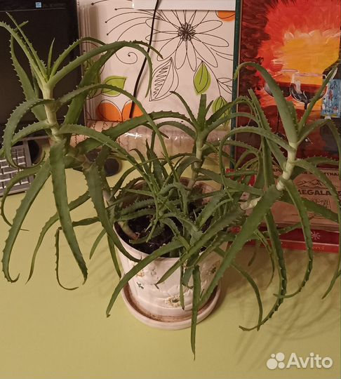 Алоэ столетник