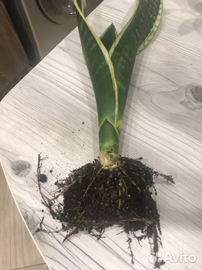 Сансевиерия