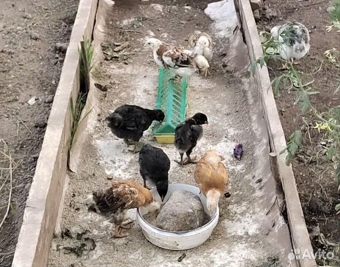 Цыплята от домашних курочек