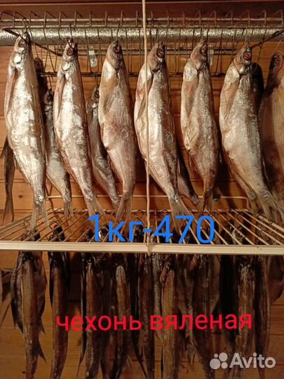 Вяленая рыба Синец