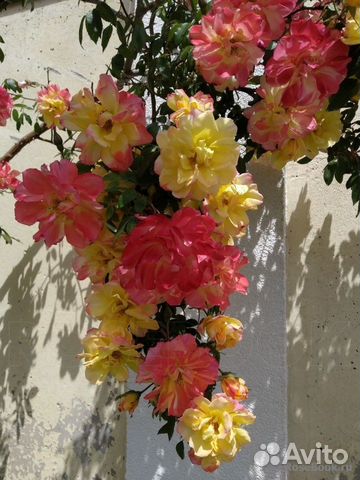 Роза плетистая желто-красная 