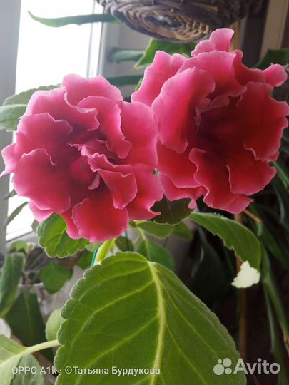 Глоксиния сортовая Брокада красная (махровая)