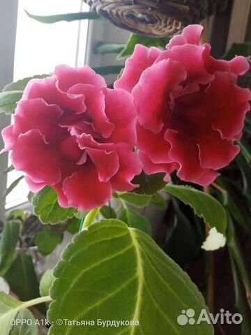 Глоксиния сортовая Брокада красная (махровая)