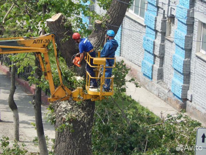 Спил деревьев