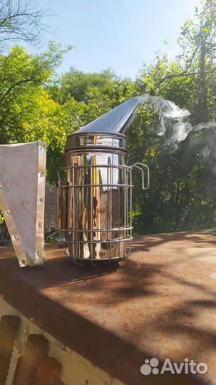 Гриб трутовик (Дымарь)